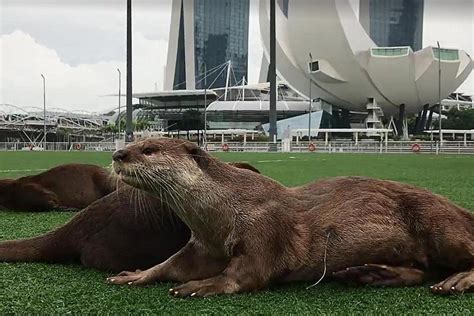 Bishan otter family mother found injured at Marina Bay, Latest ...