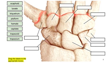 Learn the Bones of the Hand and Foot