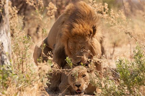 Anatomy of a Lion Pride | Natural World | Earth Touch News