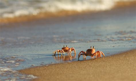 Ghost Crabs: Characteristics, anatomy and habitat