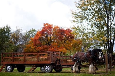 19 best Hayride wagon images on Pinterest | Hay, Advertising and ...