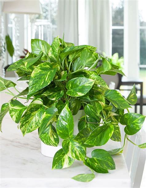 Pothos Plant Care | Growing Pothos Indoors | Balcony Garden Web