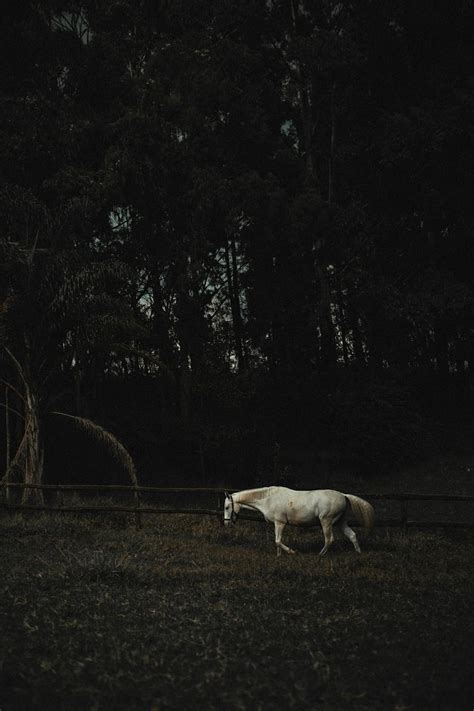 White Horse Across Wooden Fence · Free Stock Photo