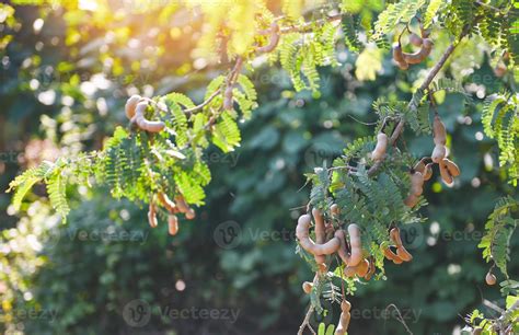 Tamarind tree, ripe tamarind fruit on tree with leaves in summer ...