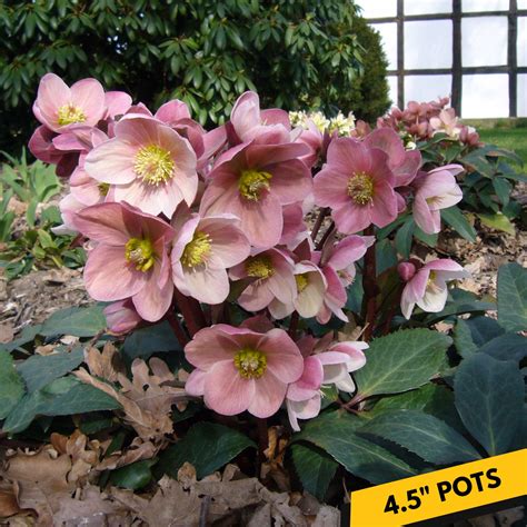 Helleborus x ericsmithii ‘HGC® Pink Frost’ – Hellebore