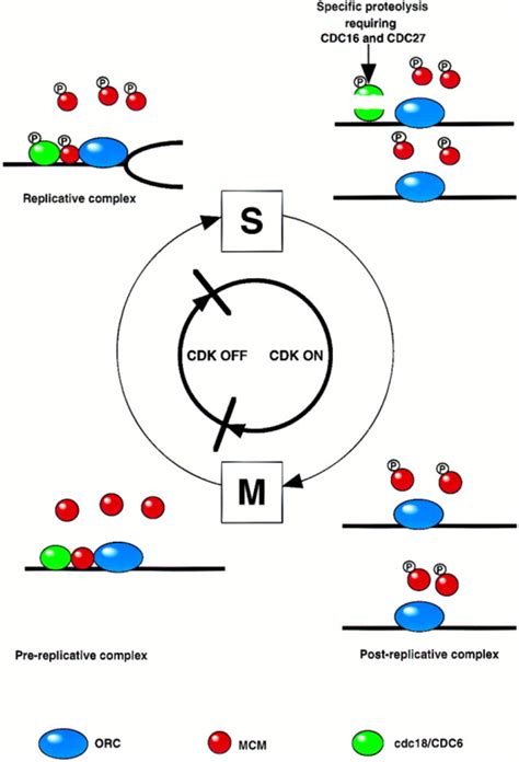 Regulating S Phase: CDKs, Licensing and Proteolysis: Cell