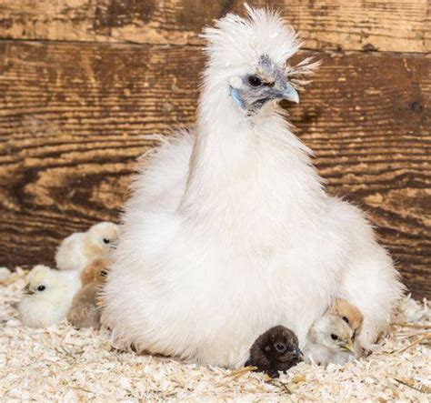 Broody Silkie chickens - Cluckin