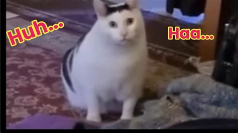 HUH CAT Makes Chain Reaction #cat #animals #huh - YouTube