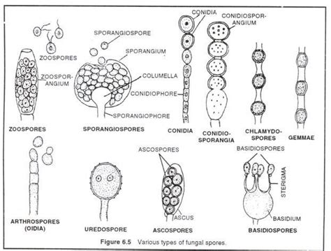 Various types of fungal spores | Fungal spore, Fungi, Mushroom poster