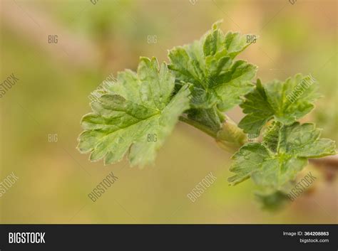 Young Currant Bush Image & Photo (Free Trial) | Bigstock