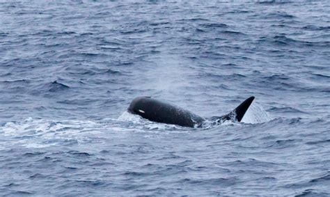 TYPE D ORCAS: mysterious stalkers of the Southern Oceans - ORCAZINE