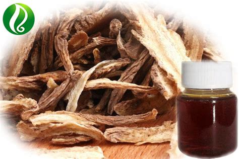 Angelica Root Oil | herbal extract, essential oil ,sea buckthorn oil manufacturer