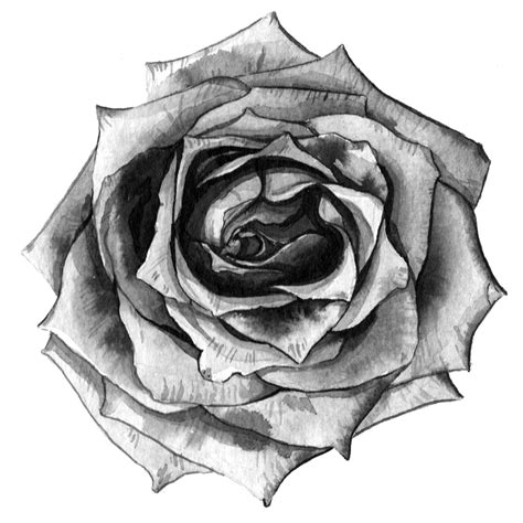 Rose Black And White Photo