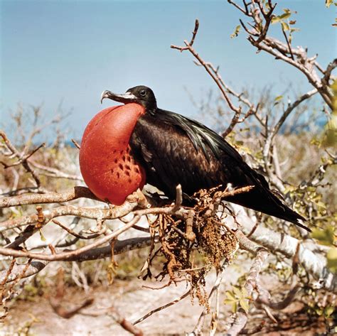 Frigate bird | Seabird, Flight, Gliding | Britannica