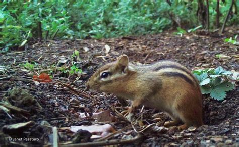 Chipmunks, Hibernation, and Climate Change - Winterberry Wildlife