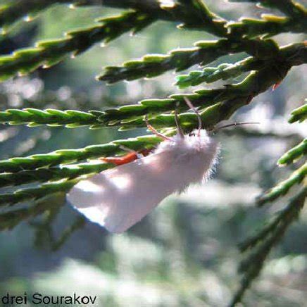 Adult female fall webworm, Hyphantria cunea (Drury), | Download Scientific Diagram