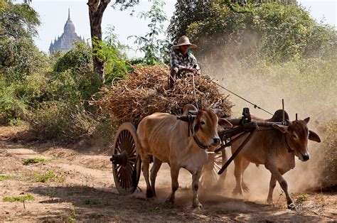 The Agriculture Sector for the Poor in Myanmar - The Borgen Project