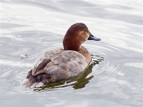 Pochard | Bird Identification Guide | Bird Spot