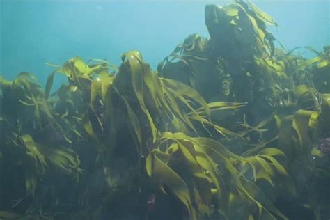 Kelp forests - Coastal Wiki