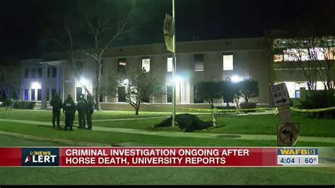 Criminal investigation ongoing after horse death, university reports - YouTube