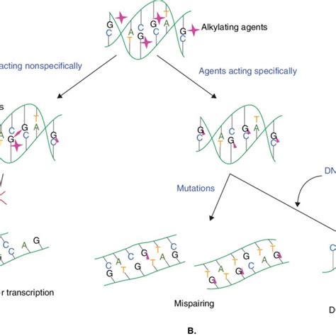 Mechanism of action of alkylating agents. A. Formation of... | Download ...