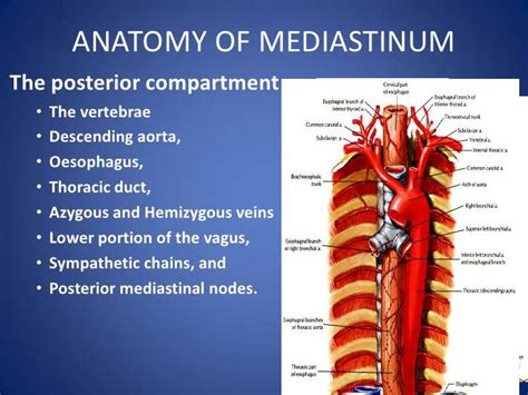 Anatomy of mediastinum and its disorders