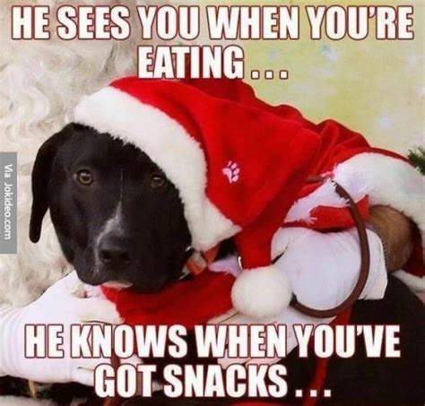 Dog-gone Funny Christmas Memes plus Friday Frivolity