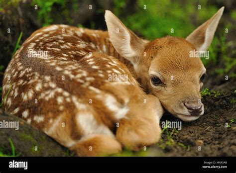 Just born cute young fallow deer lying on the grass Stock Photo - Alamy