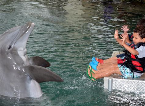 Dolphin Quest - Oahu | Go Hawaii