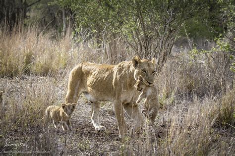 Meet the New Mountain Pride Lion Cubs - Wildlife - Singita