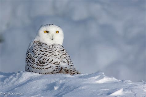 A Blitz of Two Dozen Snowy Owls | Vermont Center for Ecostudies