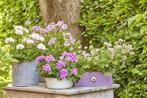 Butler Sink Garden Ideas | Fasci Garden