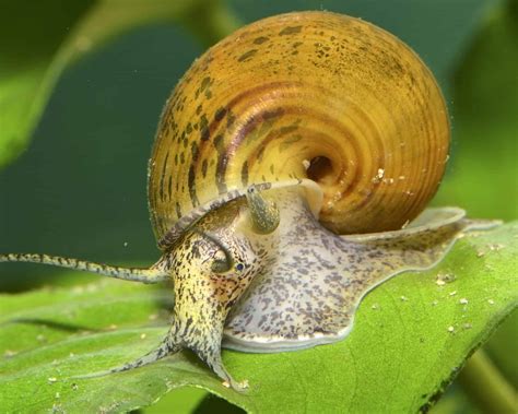 The 9 Largest Snails In The World - AZ Animals