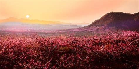 Celebrate Spring With 600,000 Blooming Trees at the Pinggu Peach Blossom Festival | the Beijinger