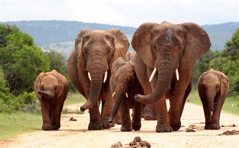 Fondos de pantalla : Animales, fauna silvestre, parque Nacional, Zoo, mamíferos, colmillo ...