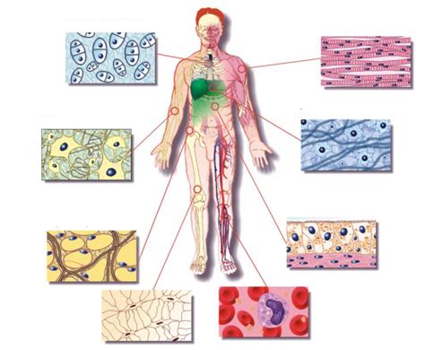 Juegos de Ciencias | Juego de Tejidos - Cuerpo humano | Cerebriti