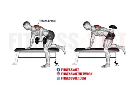 Master the Tricep Dumbbell Kickback for Stronger Arms – Fitness Volt