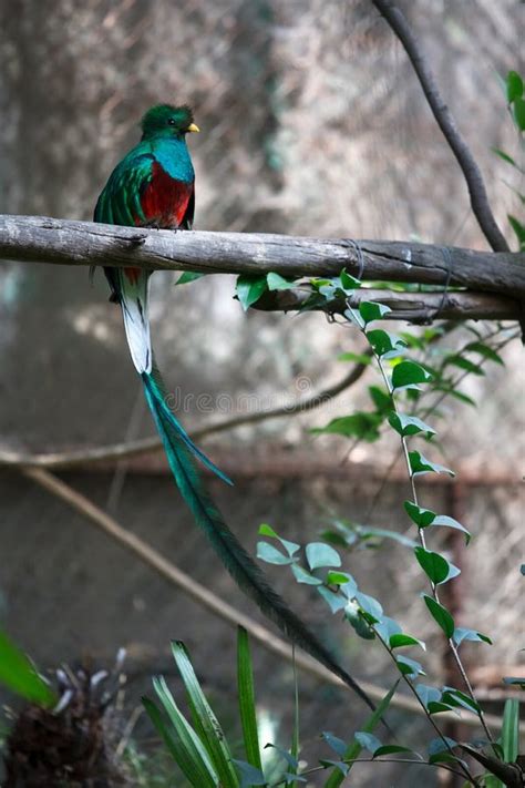 Quetzal feather stock photo. Image of beautiful, single - 34629474