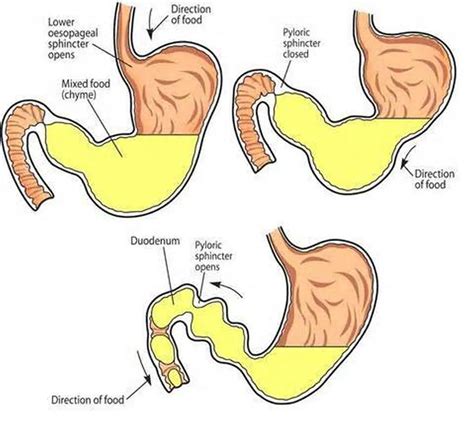 Pictures Of Chyme | Healthiack