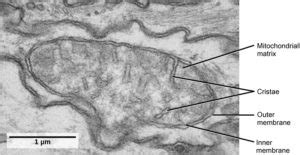 Matrix of mitochondria - profsclub