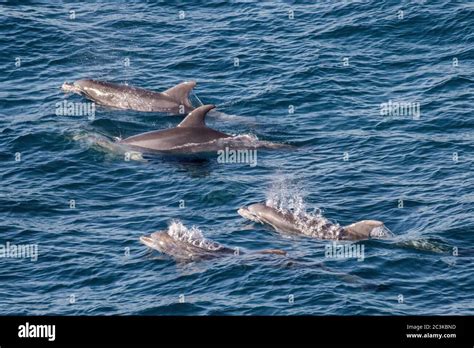 Common Dolphin pod off NSW coast, Australia Stock Photo - Alamy