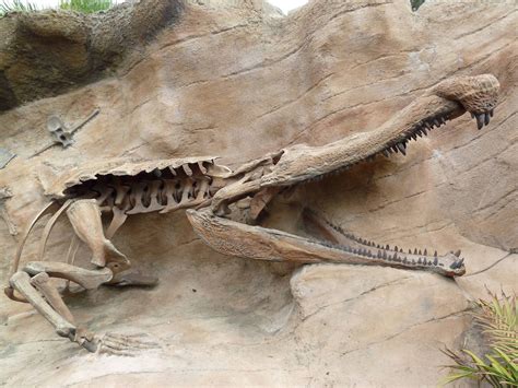 Sarcosuchus Imperator Fossil I'm glad these things aren't alive anymore I could never swim if ...