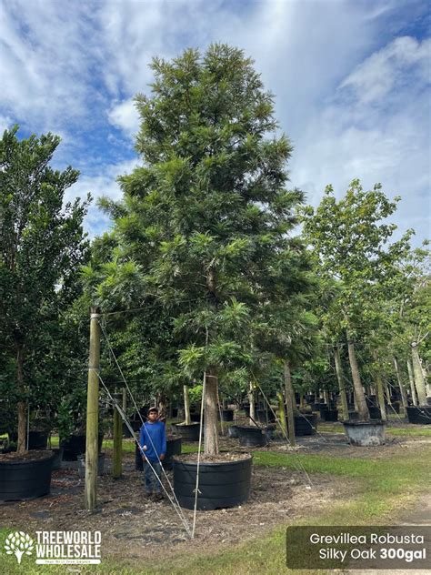 Grevillea Robusta: Silky Oak Tree For Sale | Treeworld Wholesale