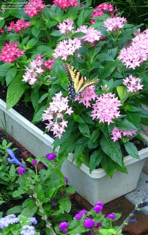 PlantFiles Pictures: Egyptian Star Cluster, Star Flower, Pentas ...