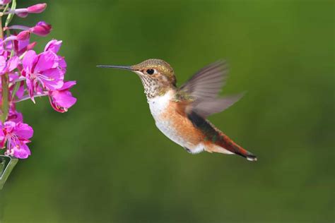 Hummingbirds in Florida: 17 Stunning Species to Spot