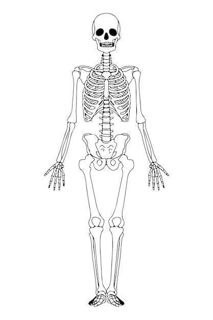 Premium Vector | Skeleton outlined illustration. Isolated black human skeleton. Human bones anatomy.