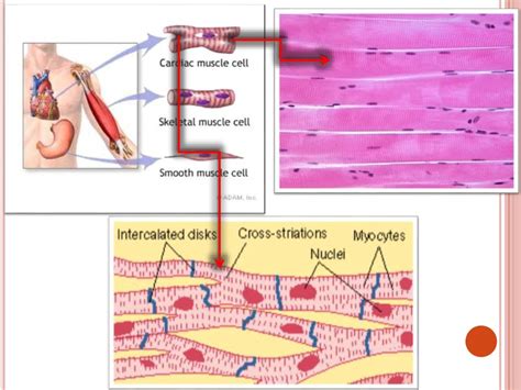 Human locomotion system - online presentation