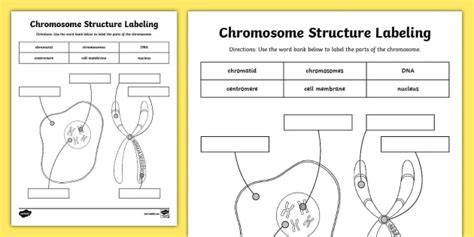 Dna Structure Labeled Diagram