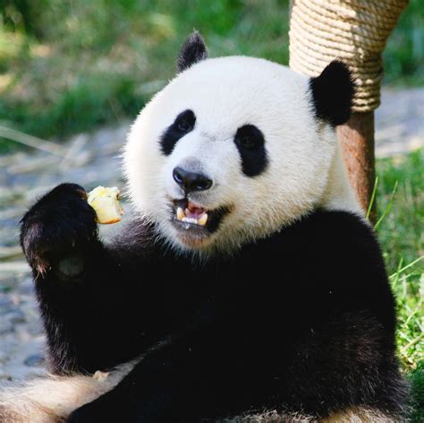 Giant Panda Bear Eating Apples | This Panda lives in the Che… | Flickr