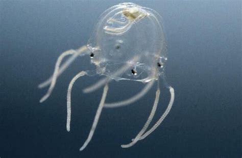 The box jellyfish has 24 eyes, making it one of the few animals with ...